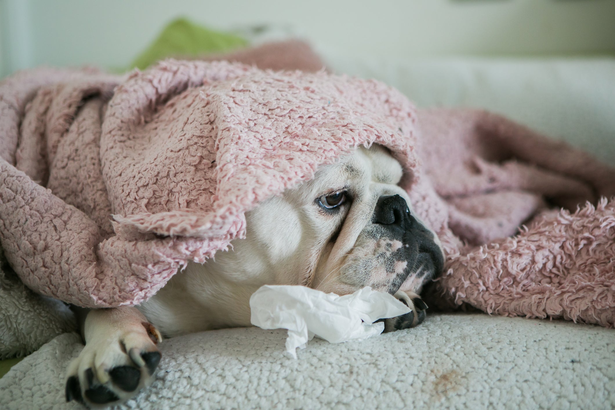 cachorro doente deitado com uma coberta e um lenço perto