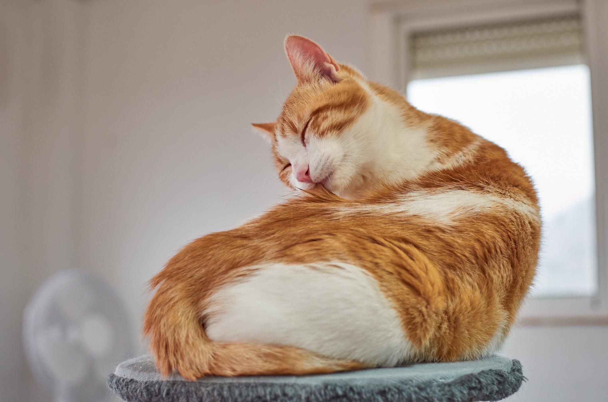 Gato laranja e branco se lambendo com os olhos fechados