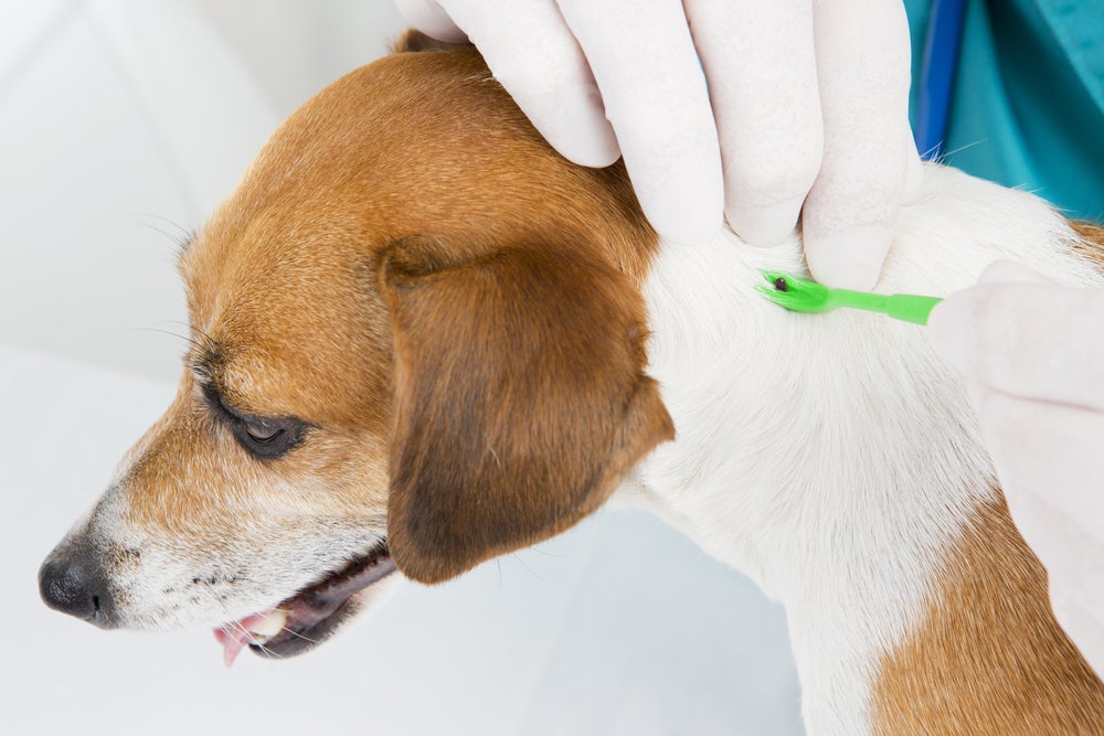 veterinário ensinando como tirar carrapato de cachorro