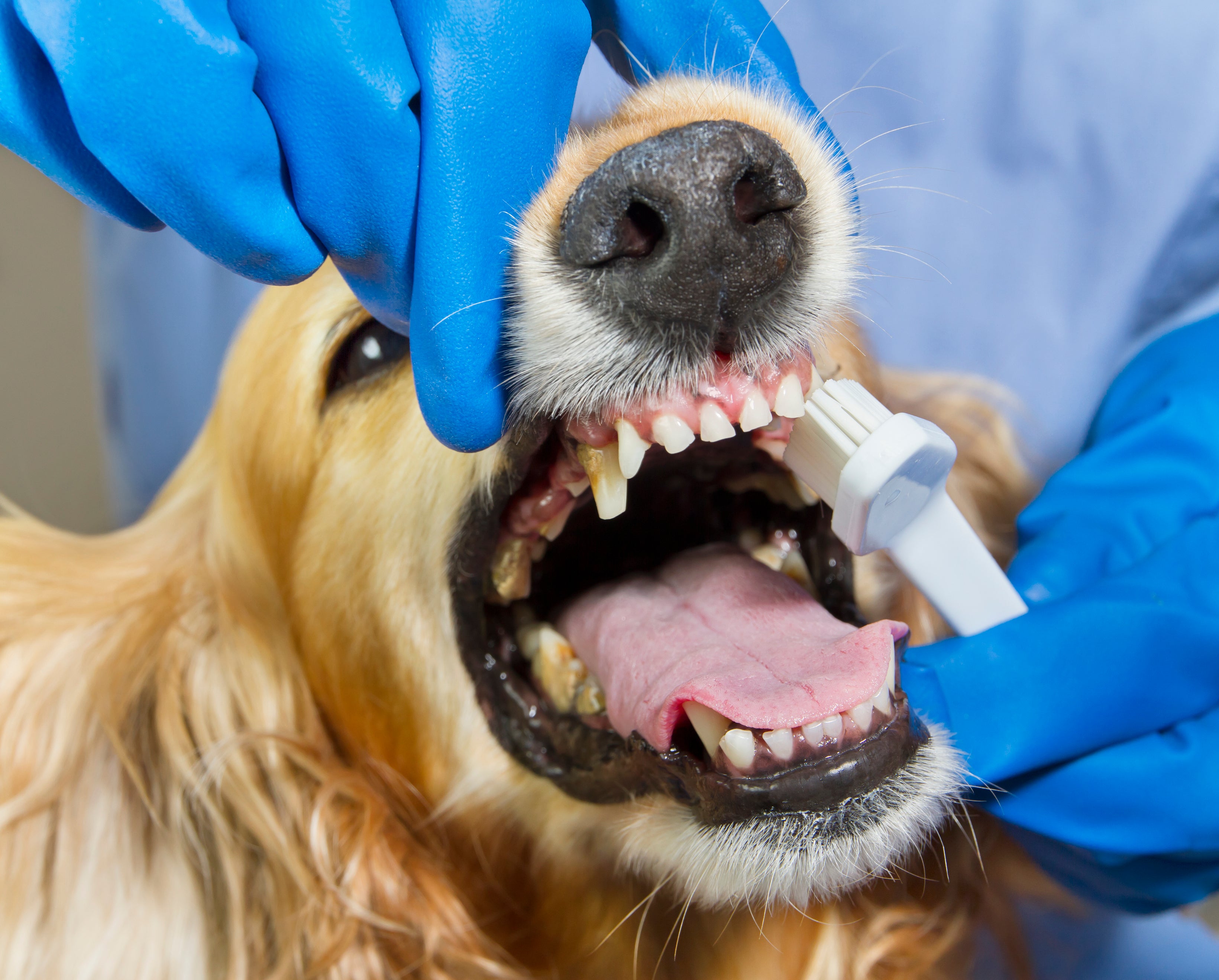 Cachorro amarelo de boca aberta tendo os dentes escovados 