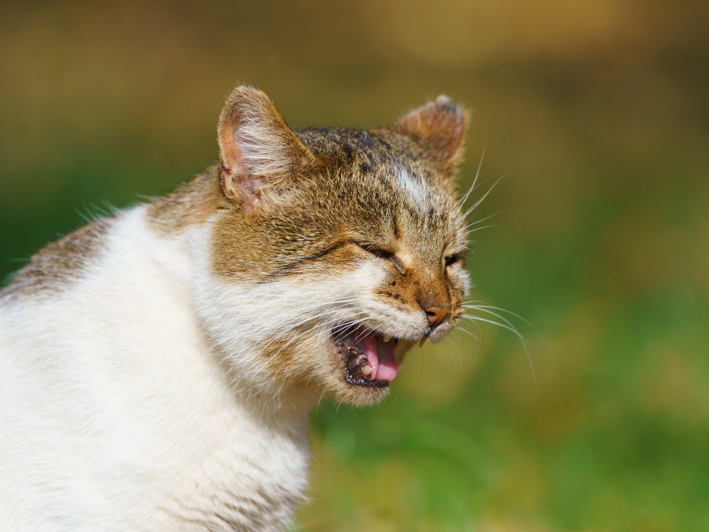complexo gengivo-estomatite felina: gato com boca aberta