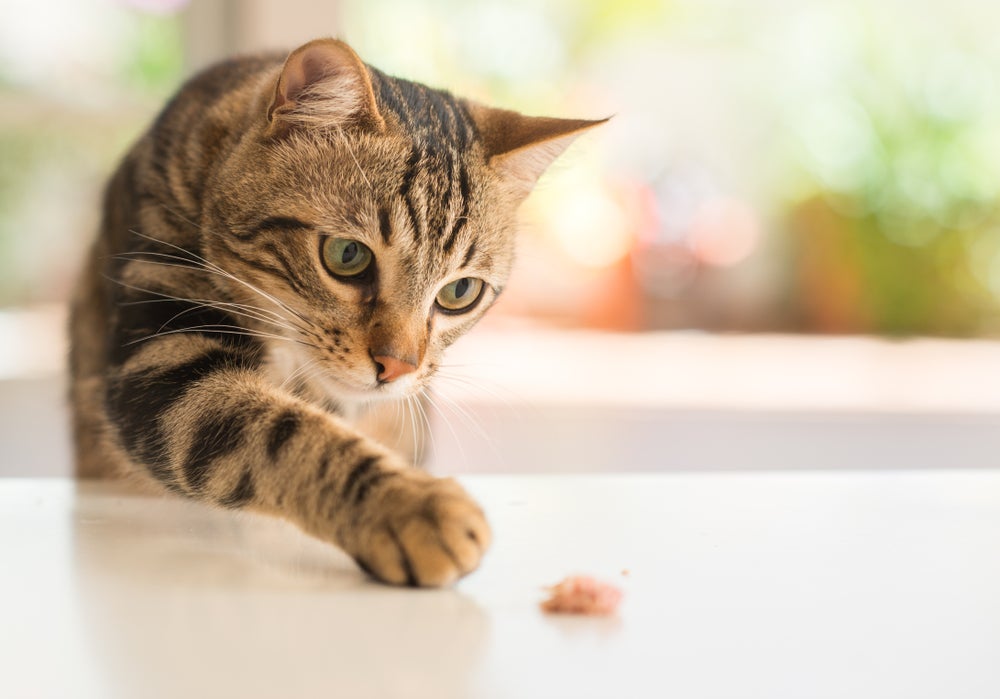comportamento dos gatos: gato jogando coisa da mesa no chão