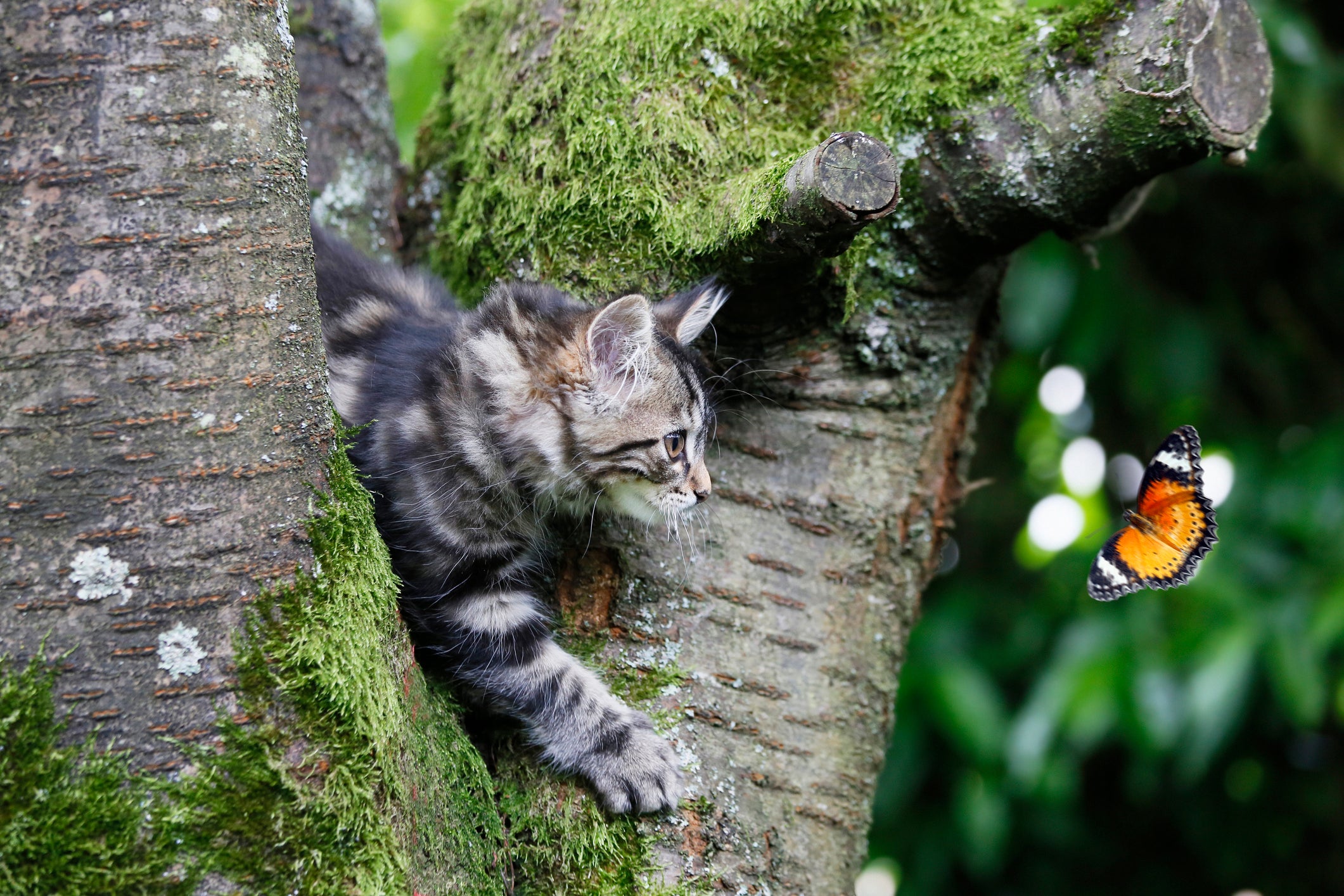comportamento felino: gato caçador tentando pegar uma borboleta