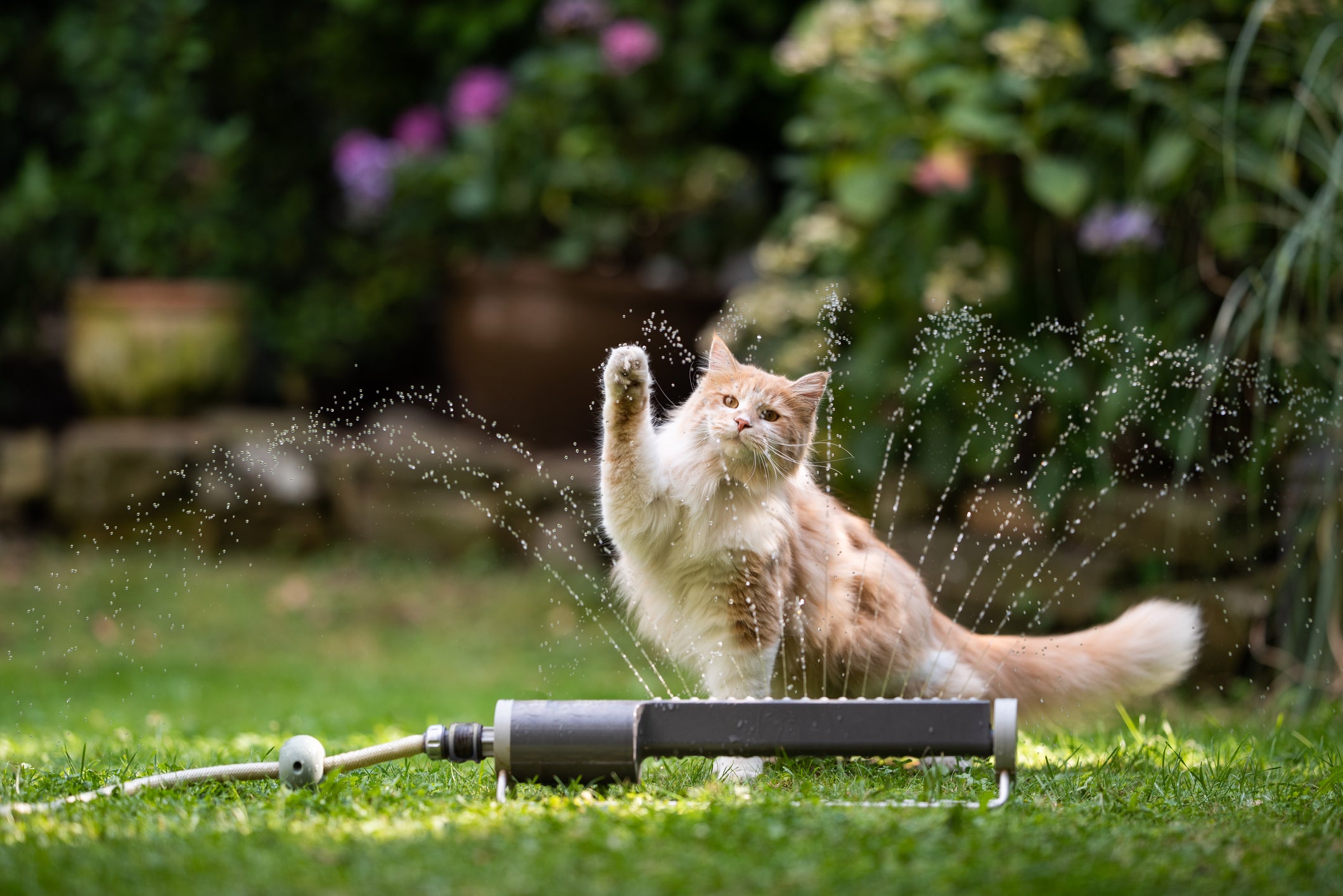 comportamento felino: gato brincado com água no quintal