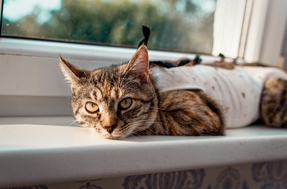 comportamento felino: gato castrado deitado com roupa cirúrgica 