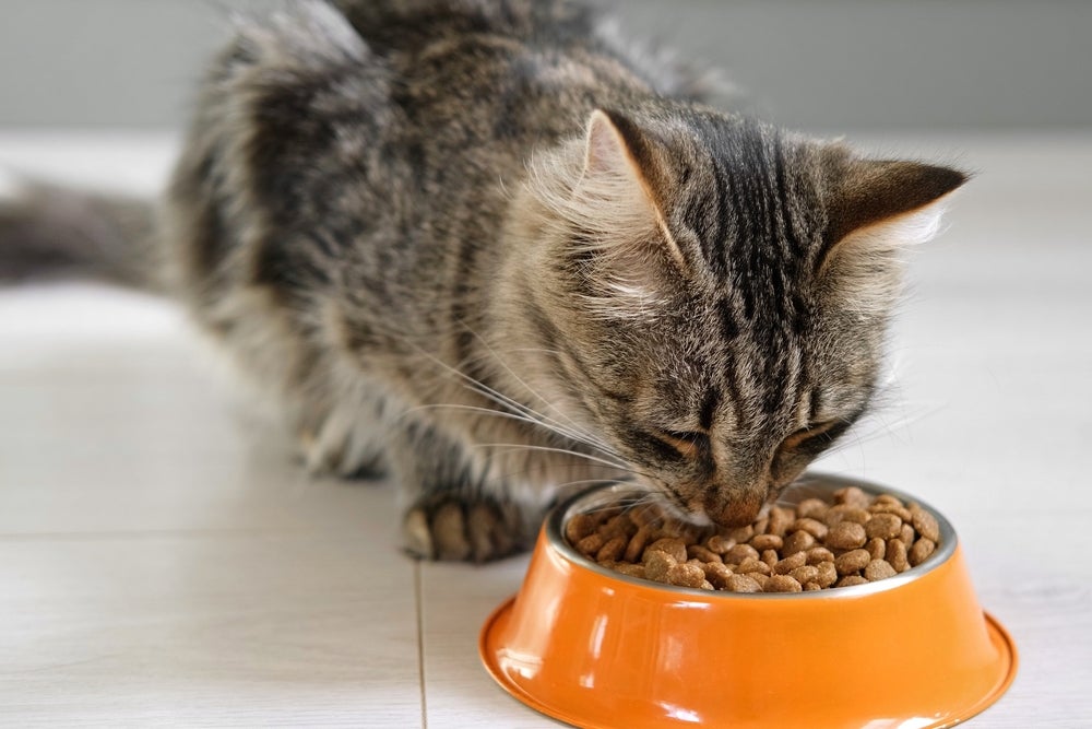 comportamento felino: gato cheirando ração de gato