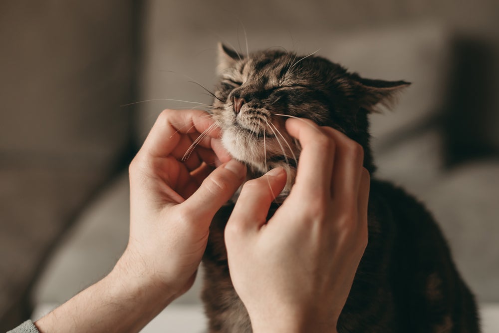 comportamento felino: gato ronronando