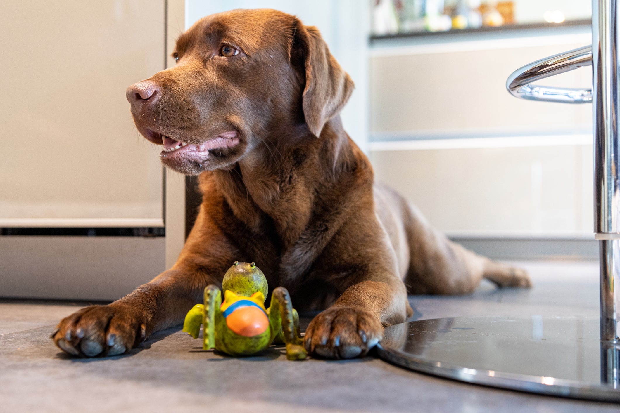 Cão Labrador marrom deitado com brinquedo próximo