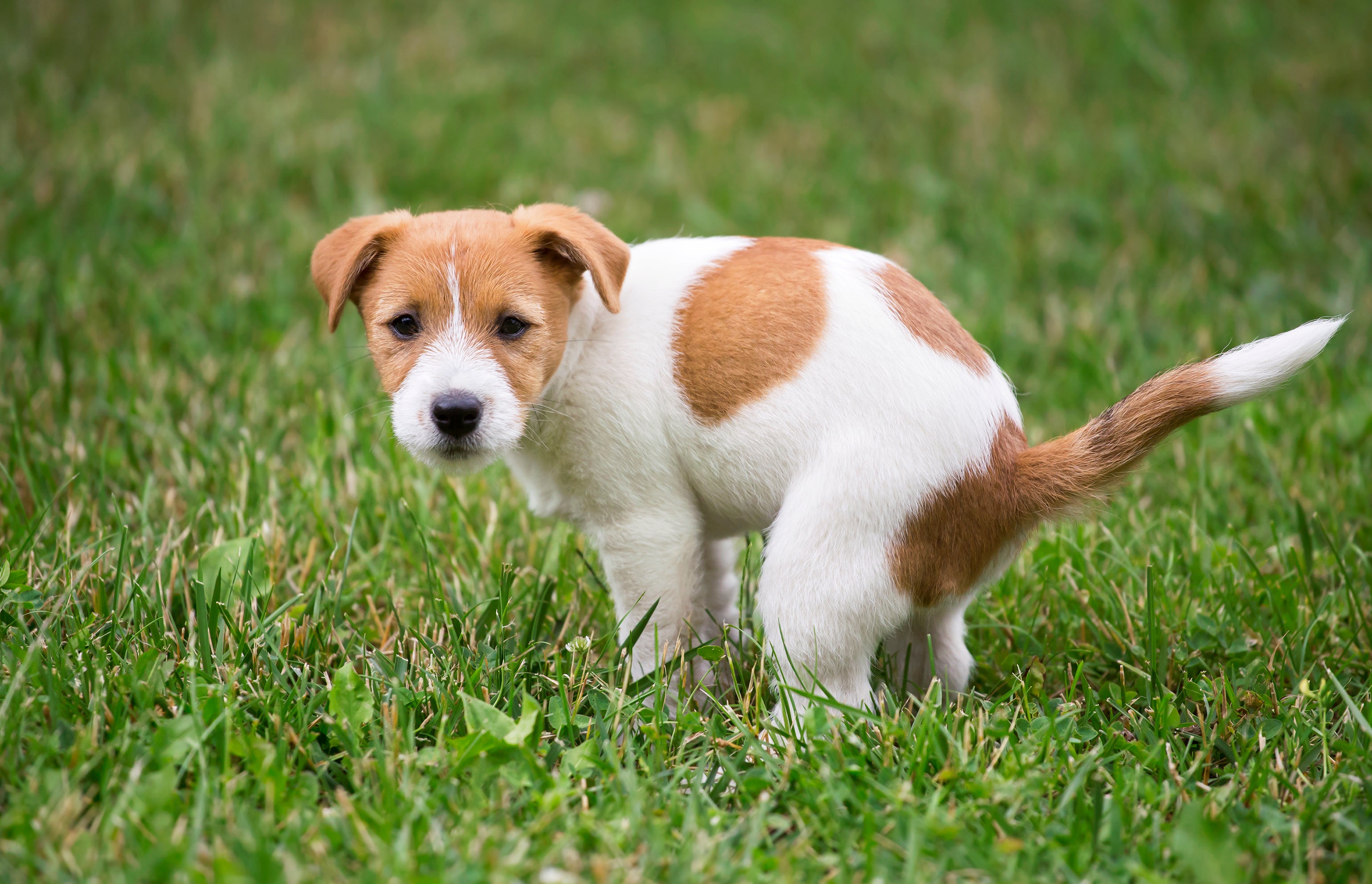 Cachorro filhote em posição de fazer cocô no gramado