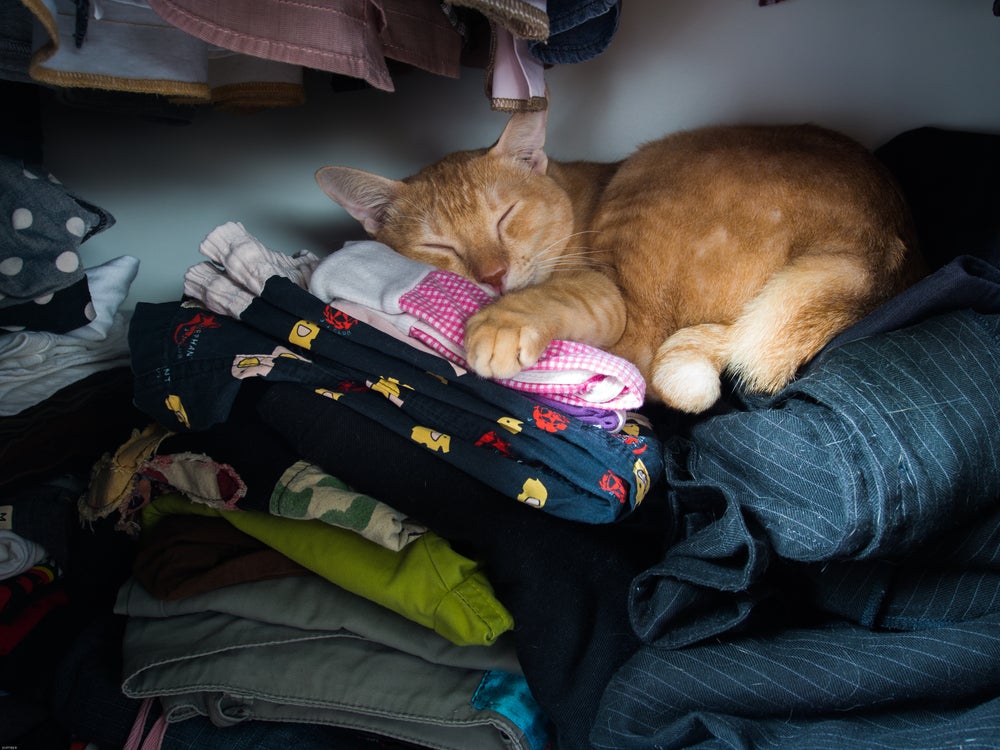 comportamentos de gato: gato dormindo nas roupas do tutor