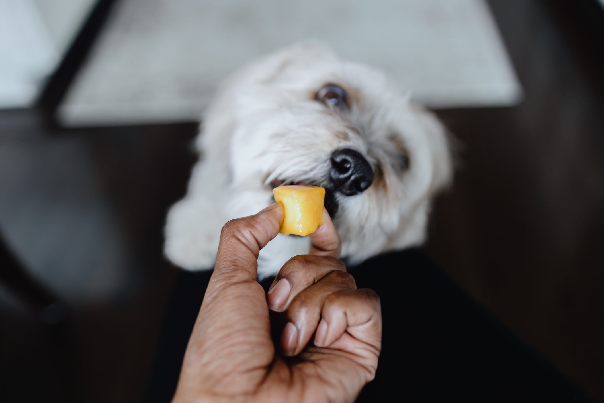 Cachorro branco pequeno comendo pedaço de fruta da mão de tutor