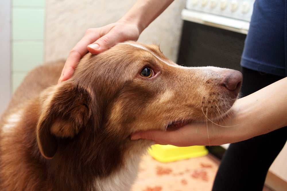 convulsão em cachorro: cão recebendo ajuda de mulher