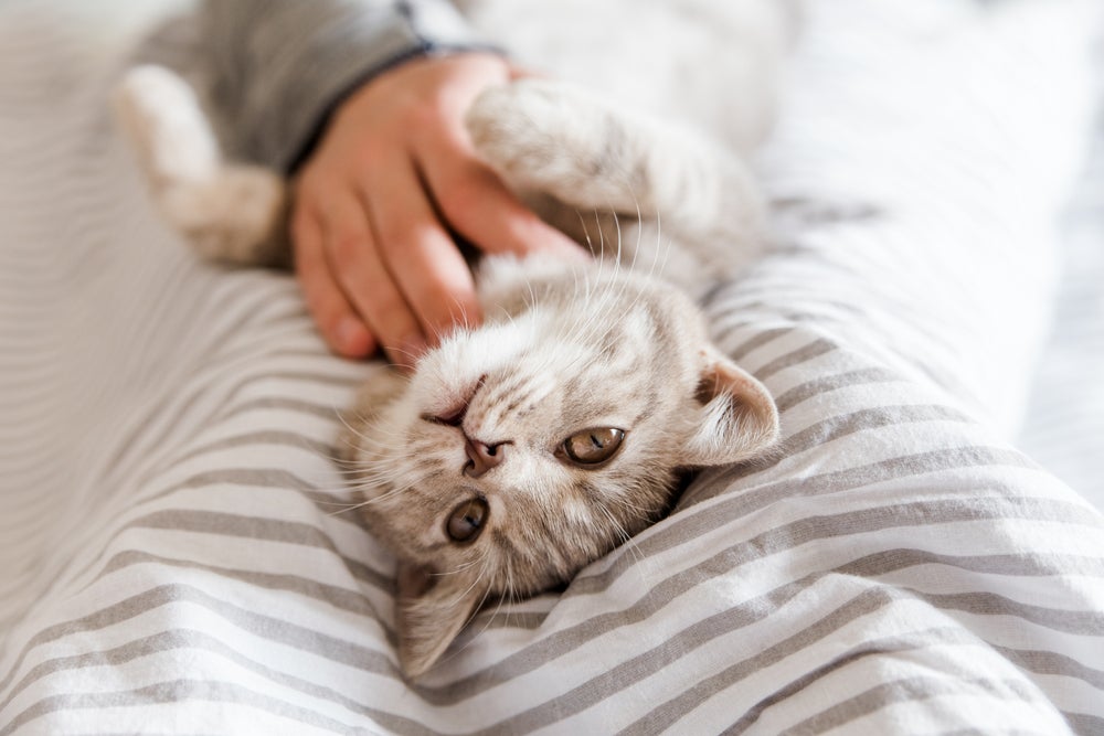 convulsão em gatos: gato sendo examinado