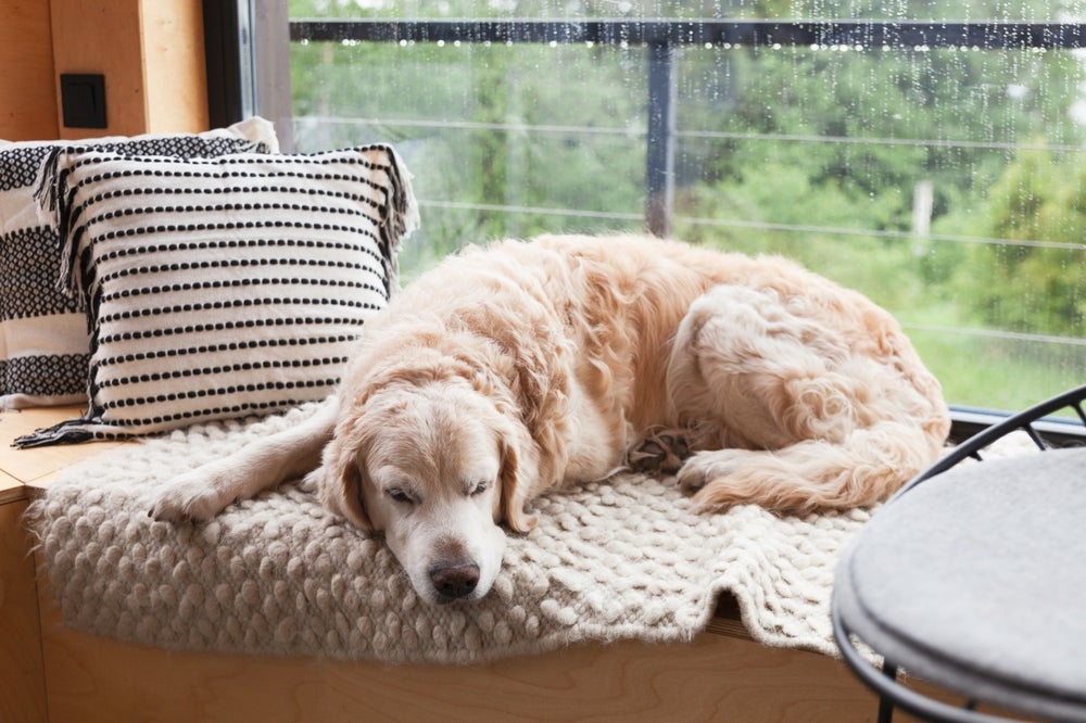 coprofagia canina: cachorro deitado em cama perto da janela