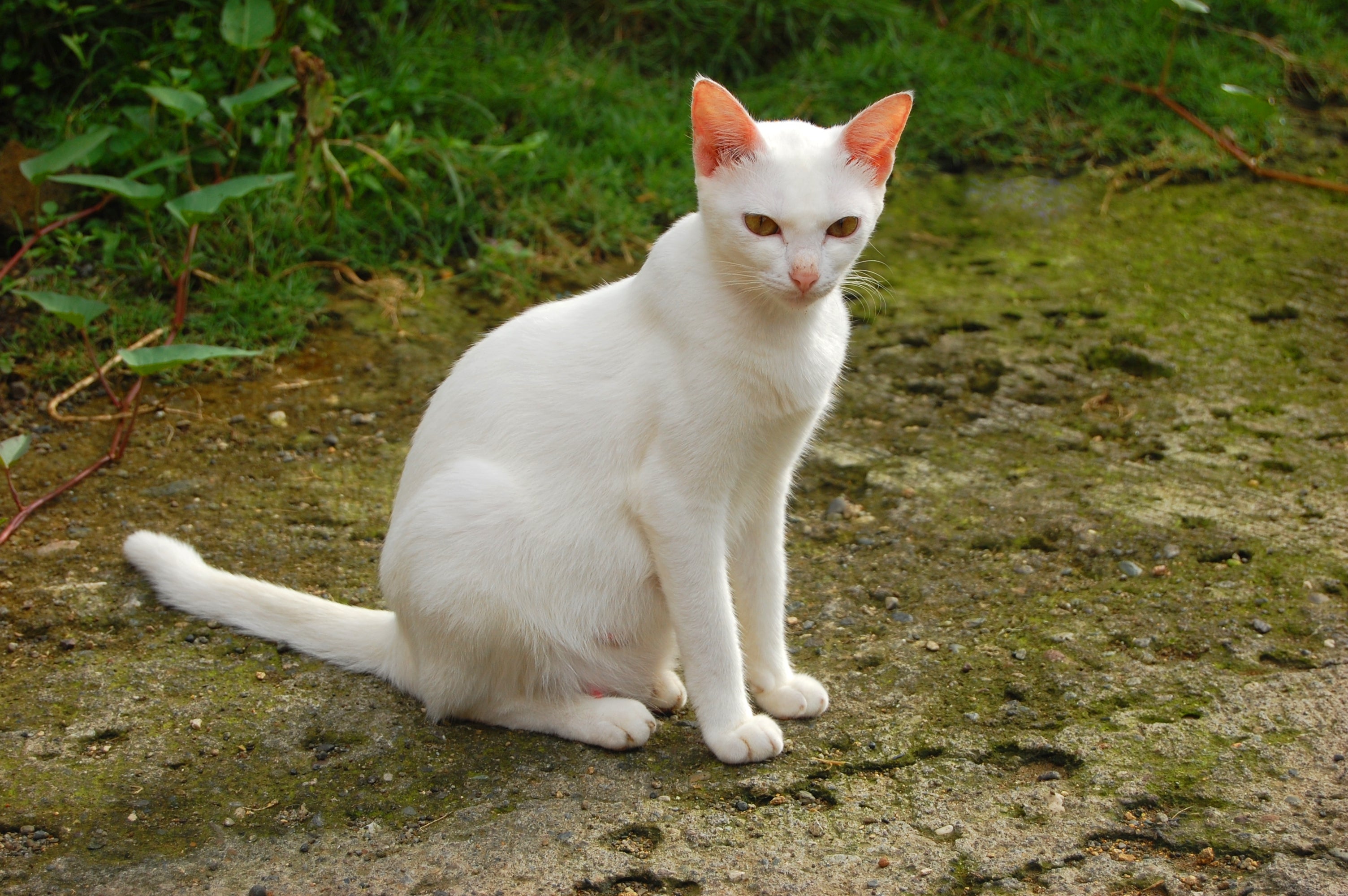 Gato albino sentado em meio a vegetação