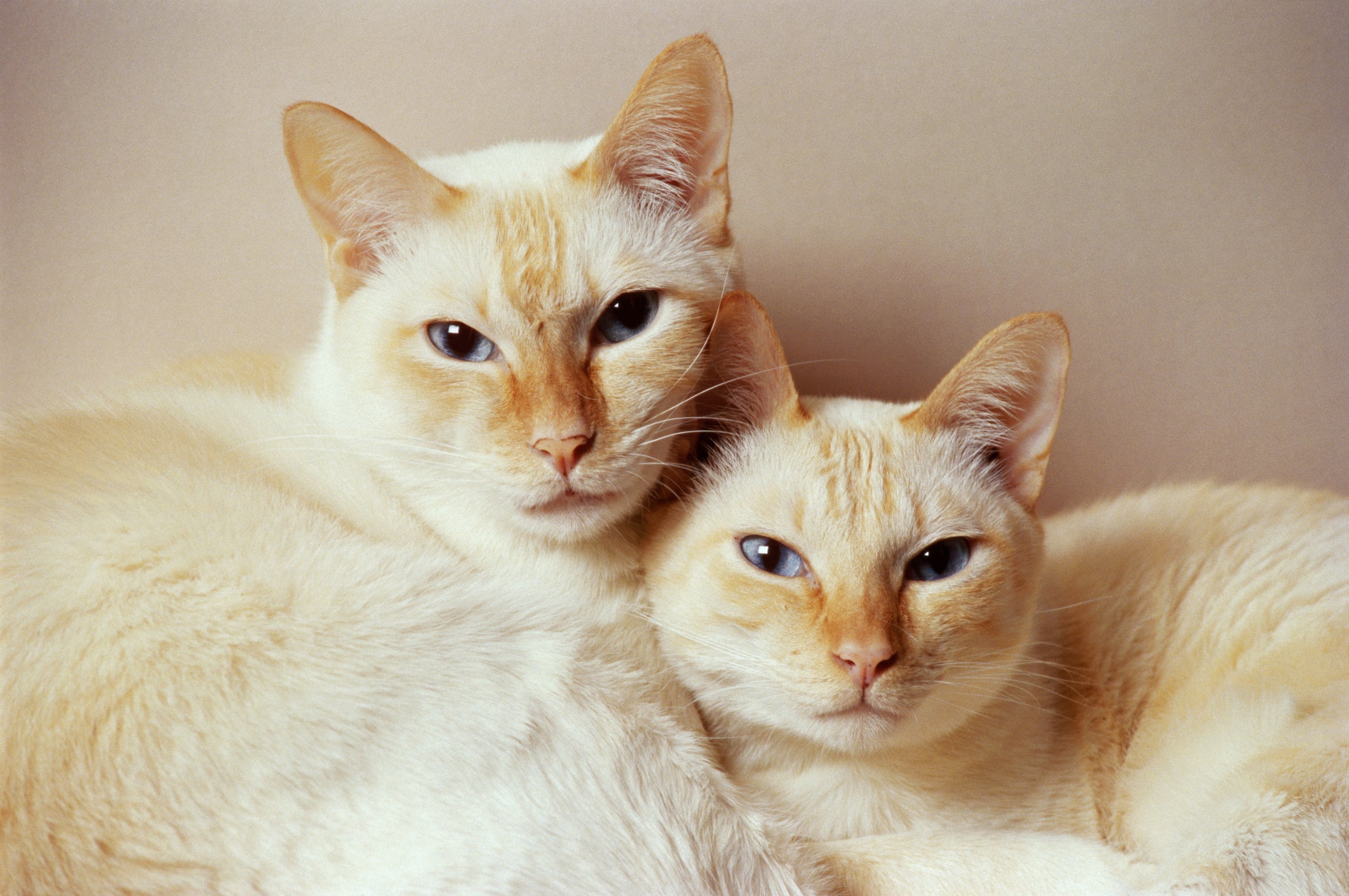 Dois gatos de pelagem clara e extremidades do corpo alaranjadas deitados lado a lado
