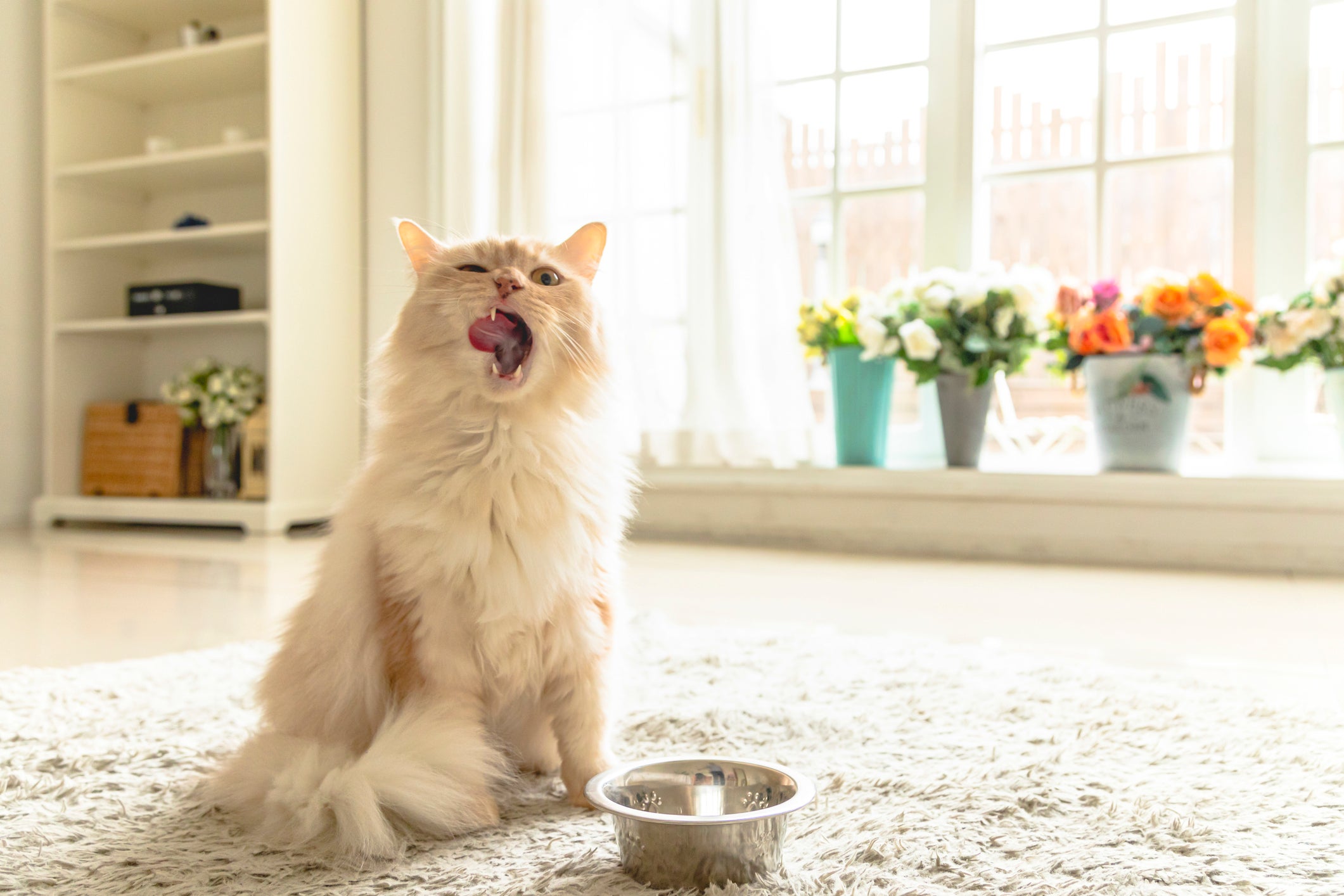 gato de cor clara sentado no tapete com a boca aberta e um pote de ração na frente