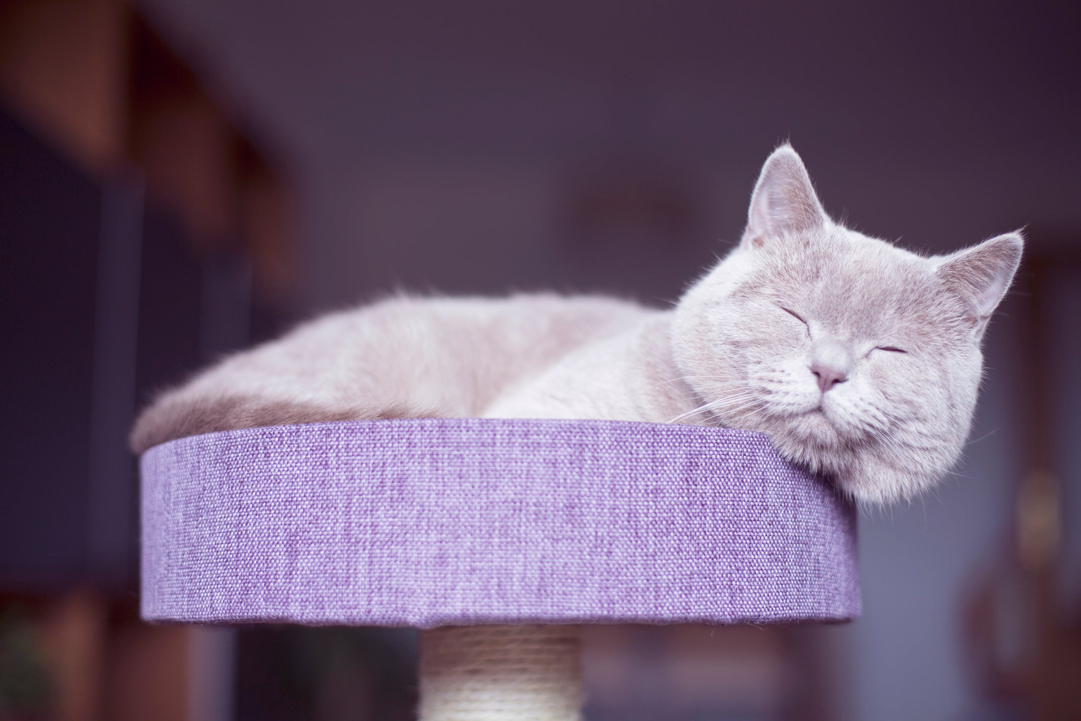 gato lilás dormindo em cima de arranhador 