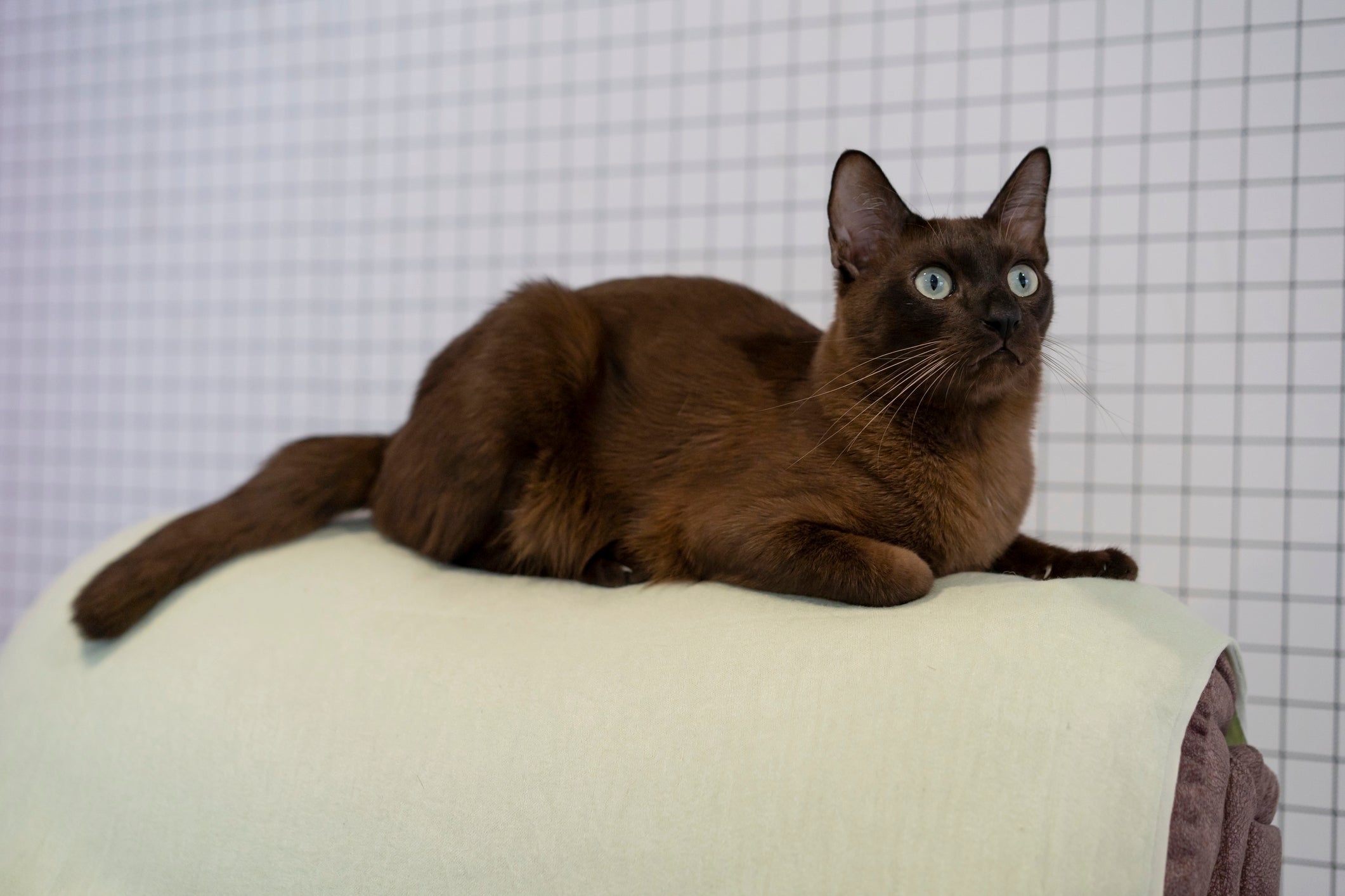 gato marrom com olhos azuis deitado em encosto de poltrona
