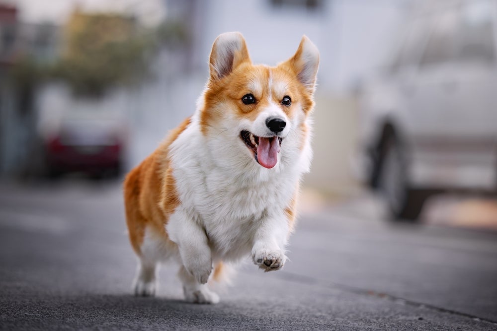 cachorro corgi correndo na rua