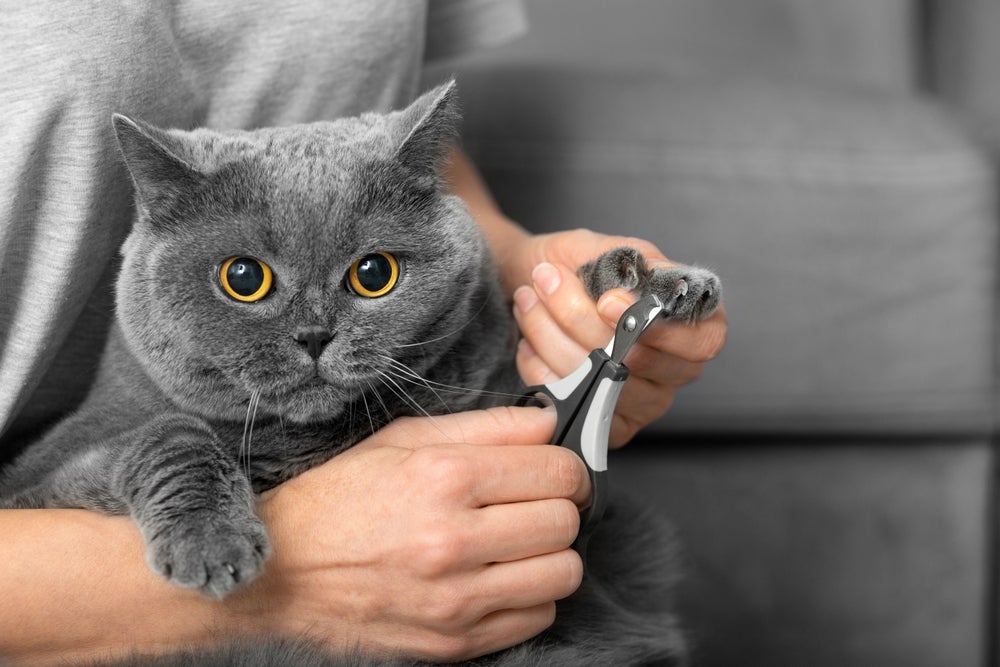 gato cortando unha com cortador de unha de gato