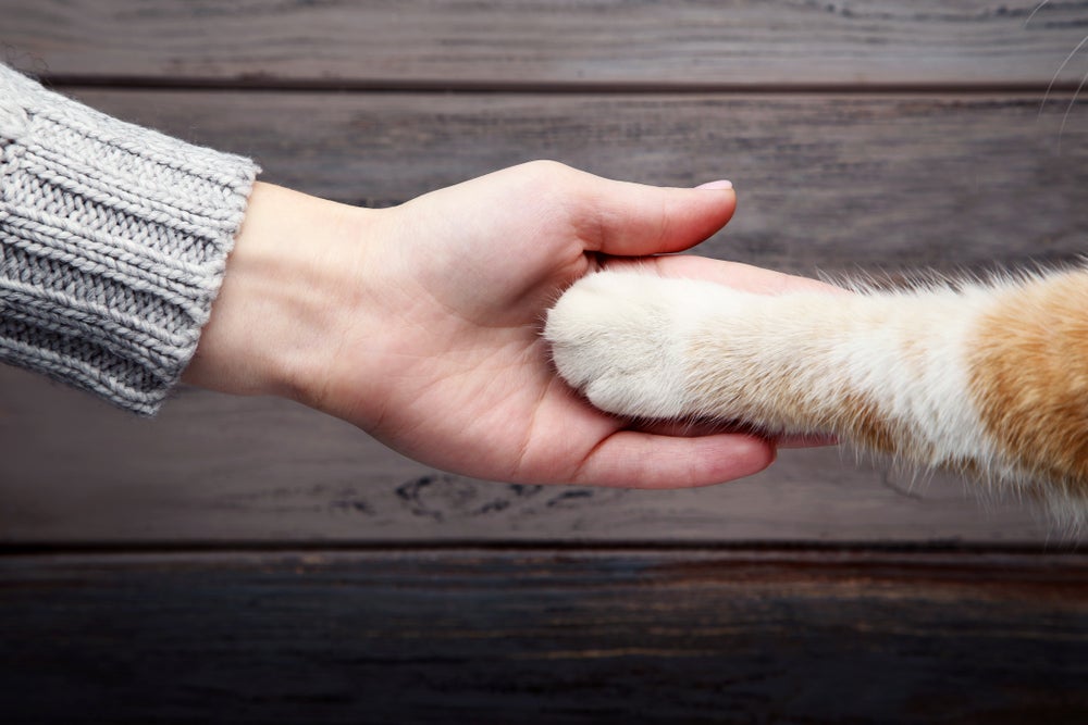 cortador de unha de gato: pessoa fazendo carinho na pata de gato