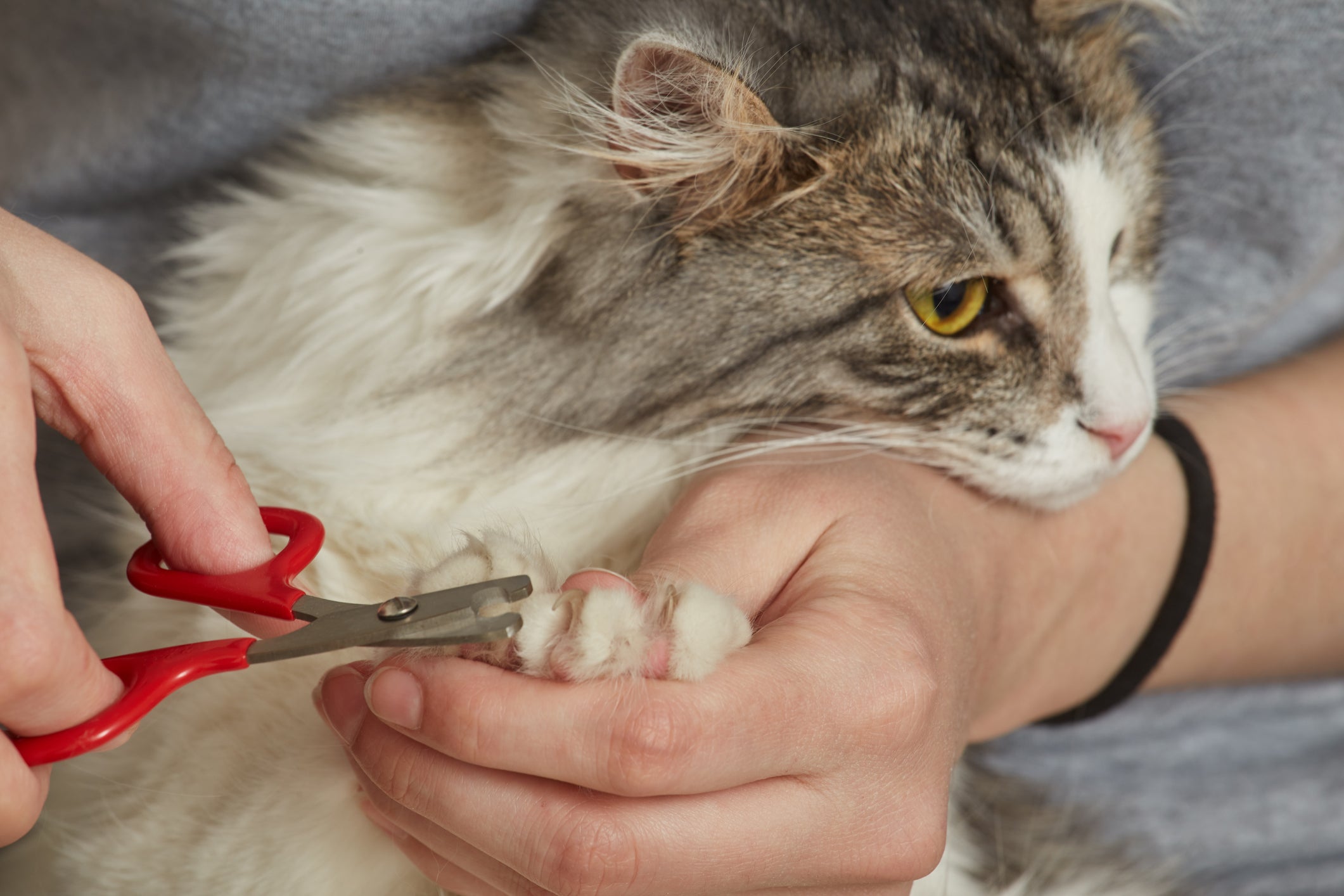 Tutora cortando unha de gato com tesoura vermelha