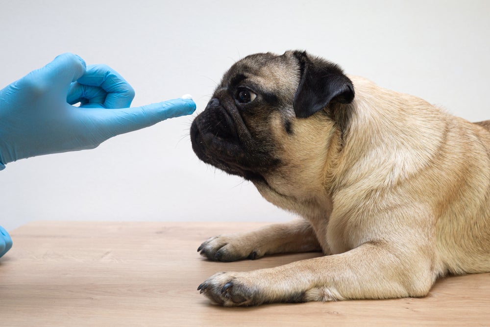 veterinário dando pomada corticoide para cachorro