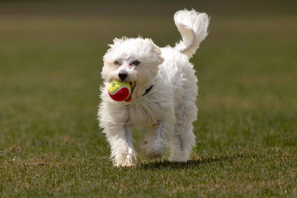 coton de tulear brincando com bolinha