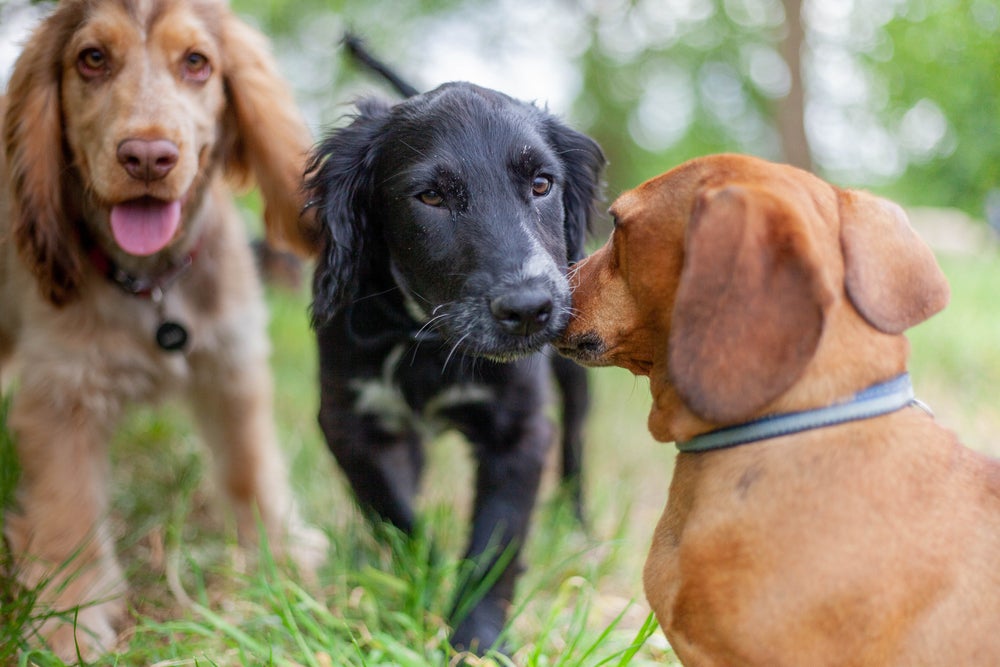 creche para cachorro: cães brincando