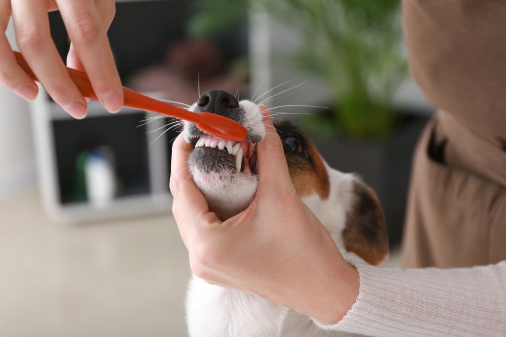 cão escovando o dente com creme dental para cachorro