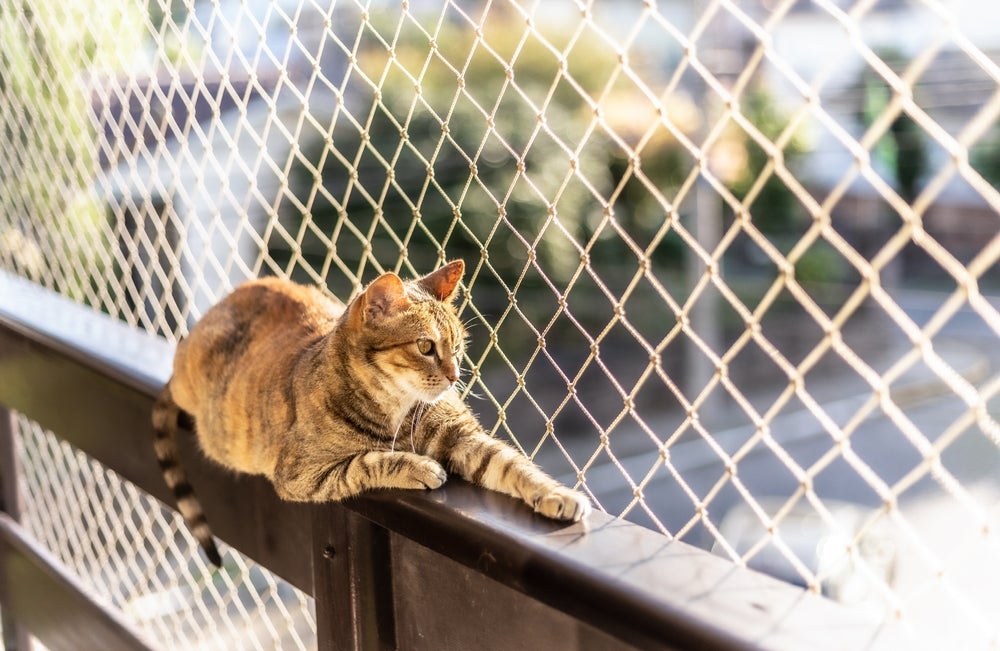 criação indoor para gatos: gato olhando a janela