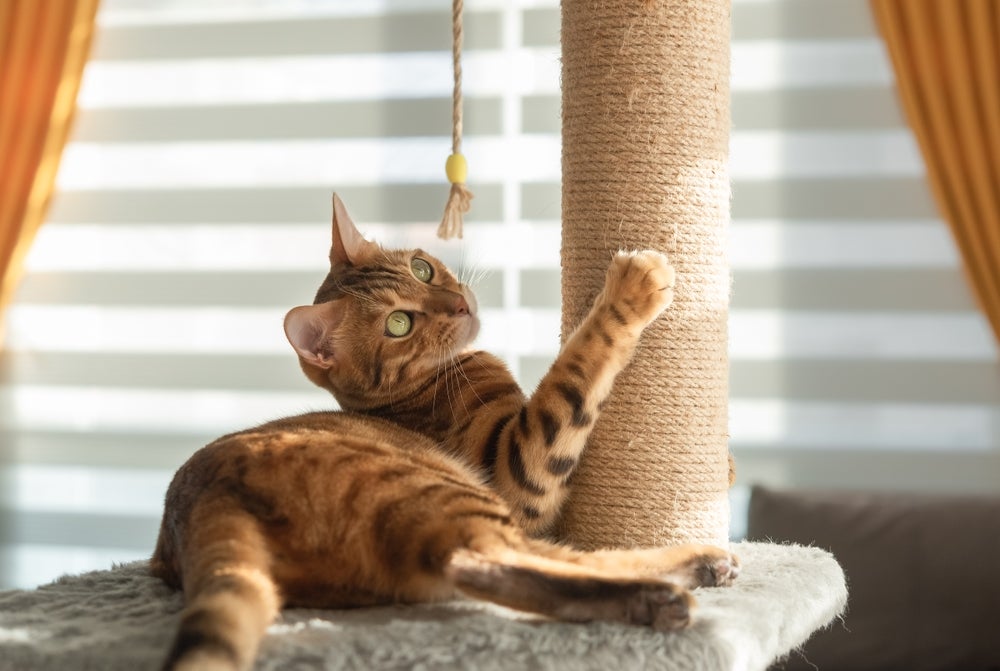criar gato em casa: gato brincando com arranhador para gatos