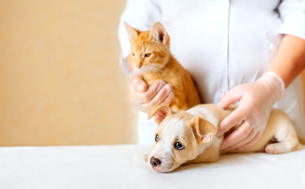 criptorquismo em cães e gatos: cão e gato no veterinário