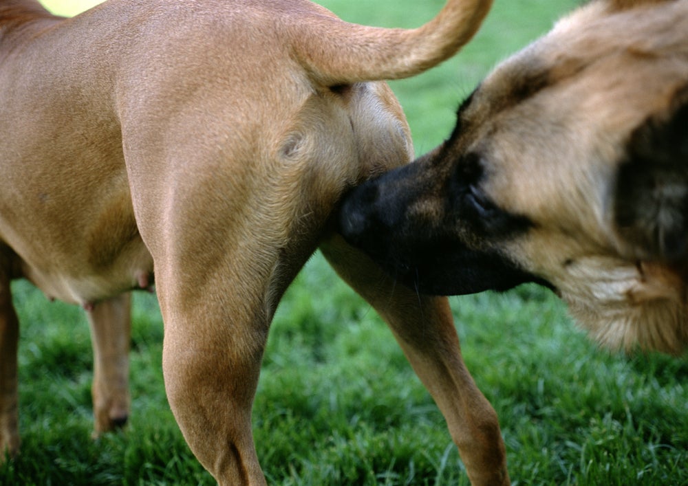 cruzamento de cachorro: um cão cheirando o outro