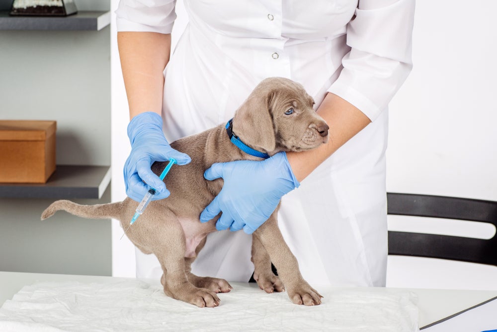 cuidados com cachorro: cão tomando vacina