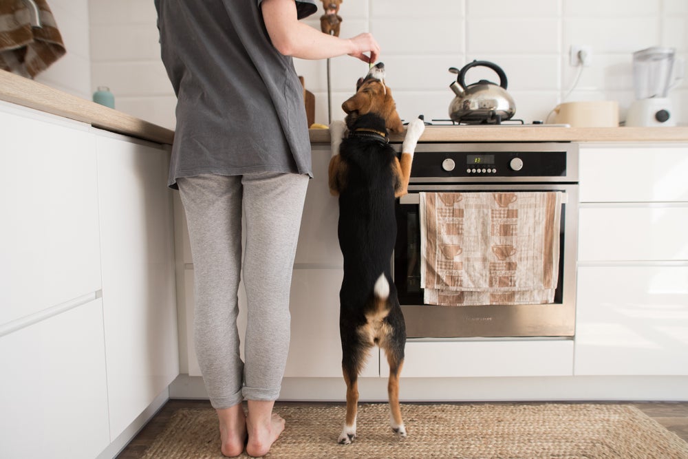 cuidar de cachorro: cão na cozinha com dona
