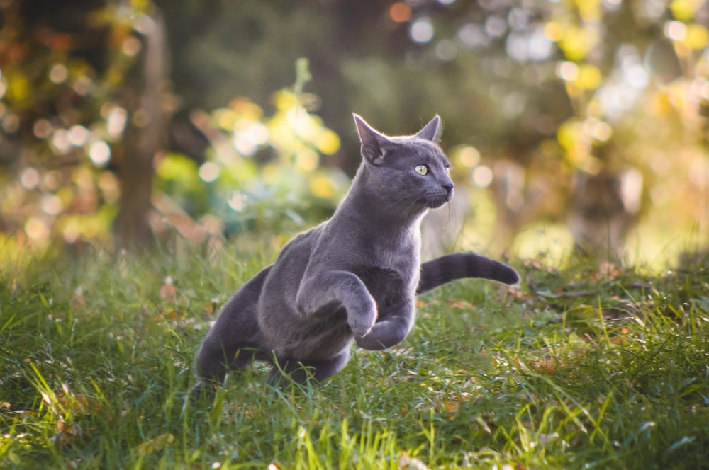 curiosidade sobre gatos: gato pulando