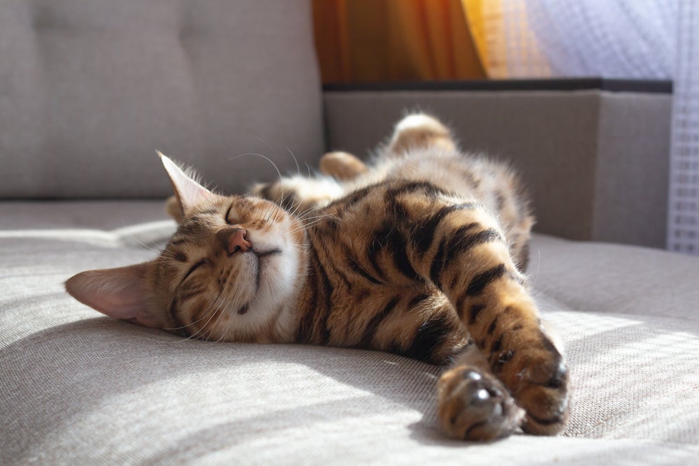 curiosidades sobre gatos: gato dormindo