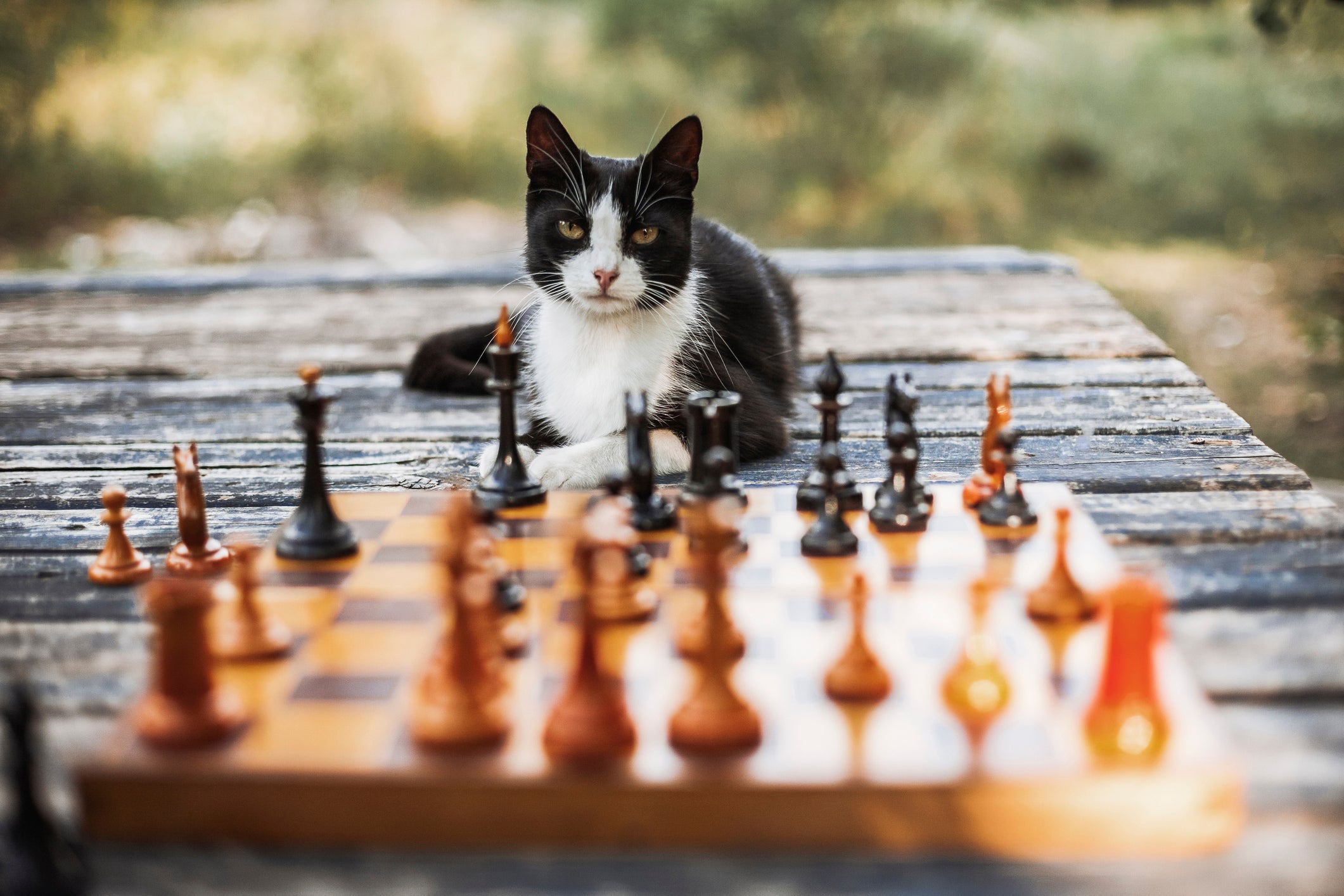 Gato preto e branco em frente a um tabuleiro de xadrez