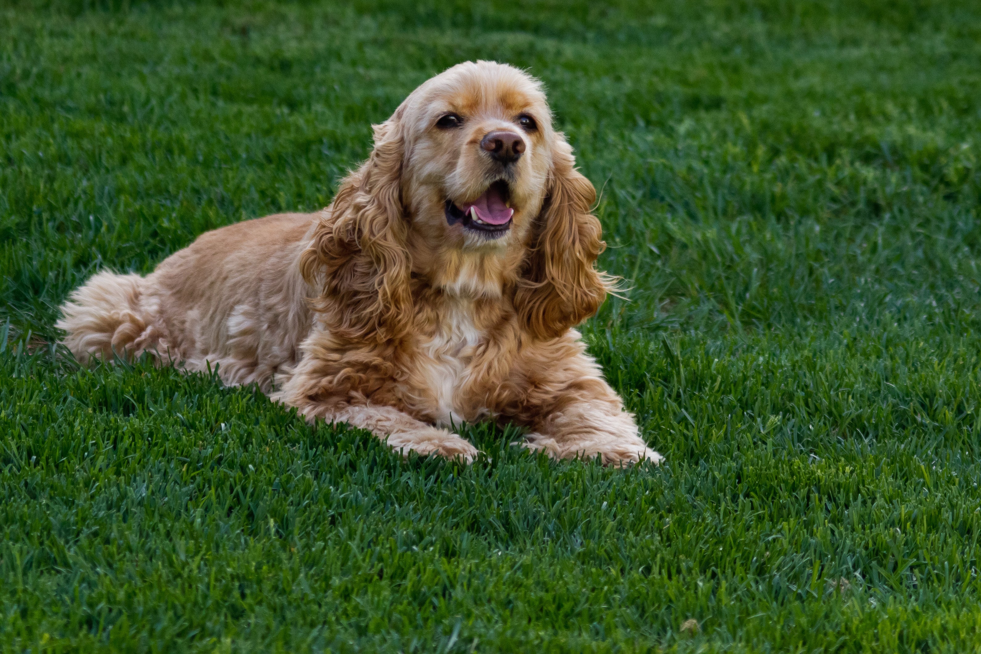 Cão Cocker Spaniel deitado na grama