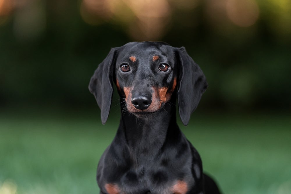 cachorro dachshund