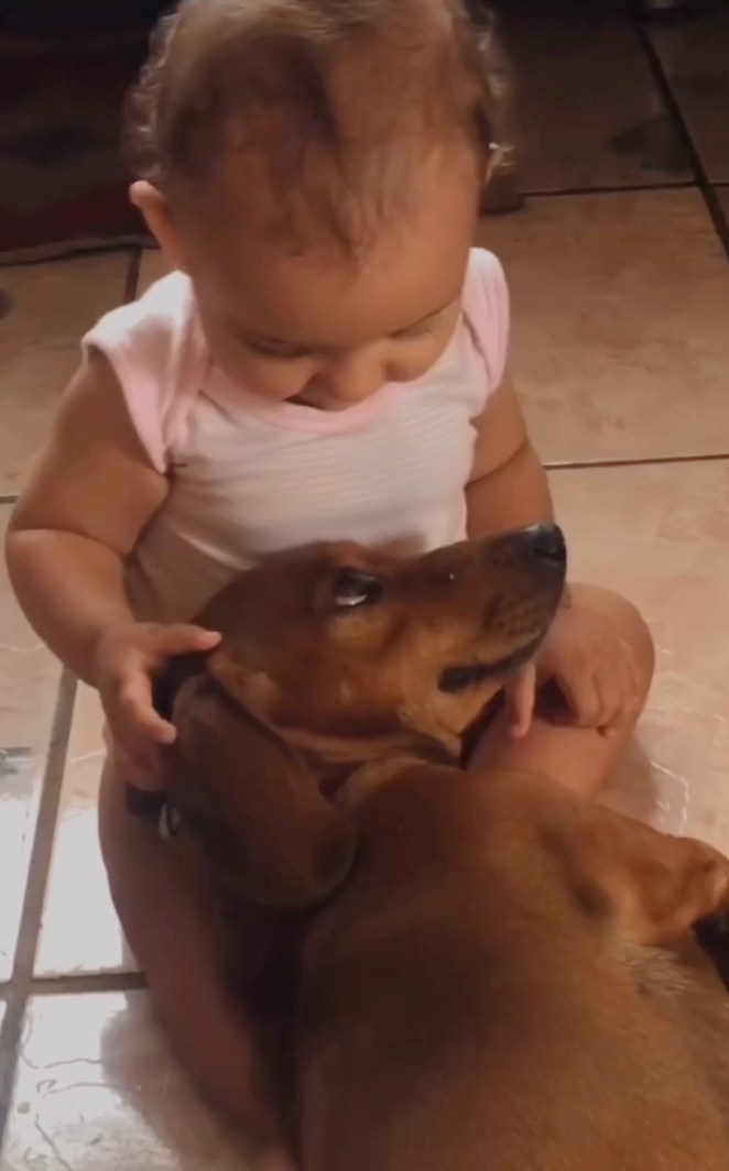 cachorro salsicha da raça dachshund deitado no colo de criança