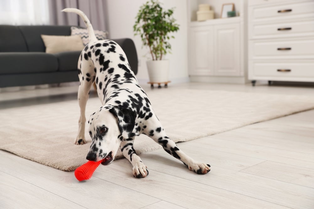 Dálmata brincando dentro de casa