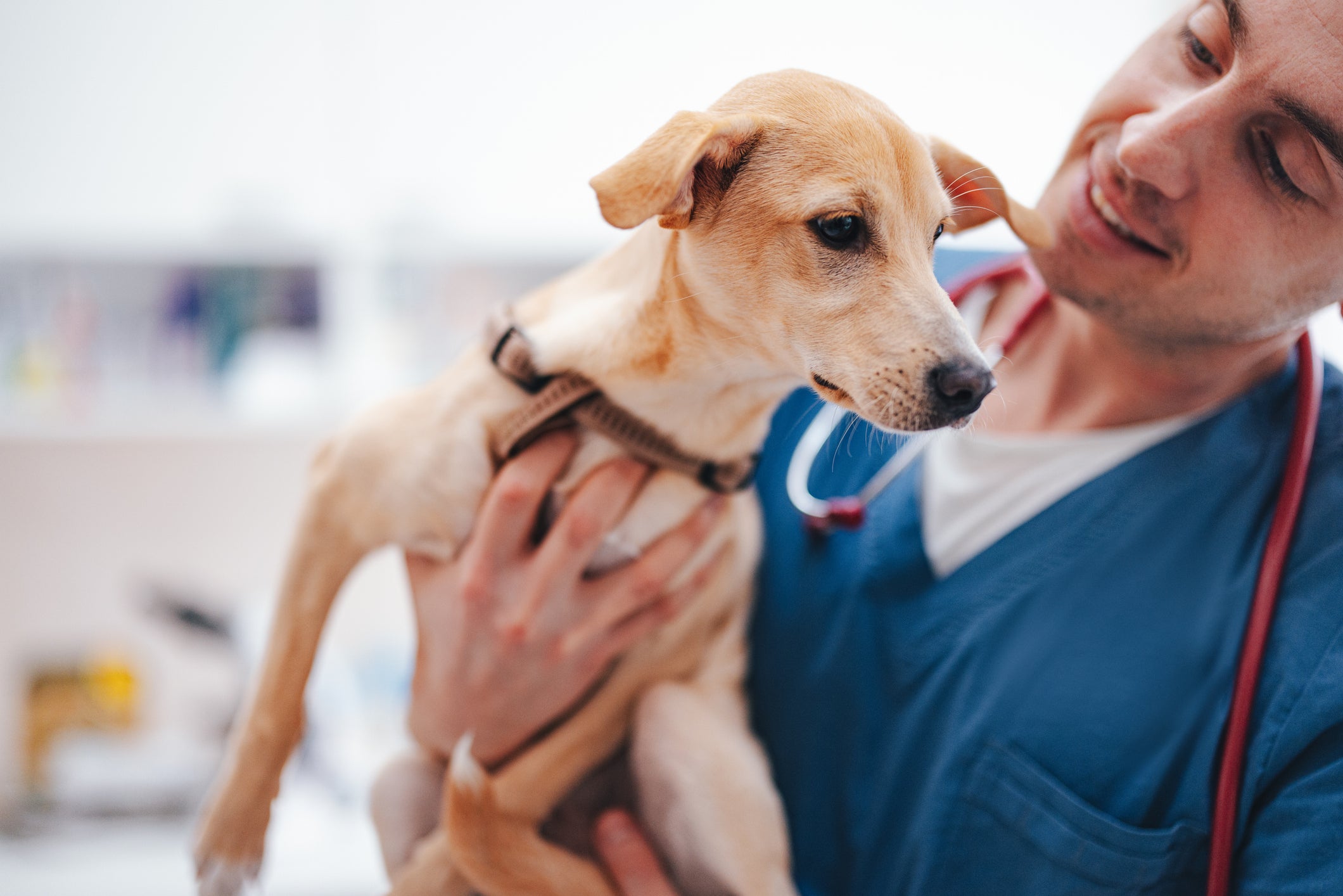 Cachorro sendo segurado por veterinário em consultório
