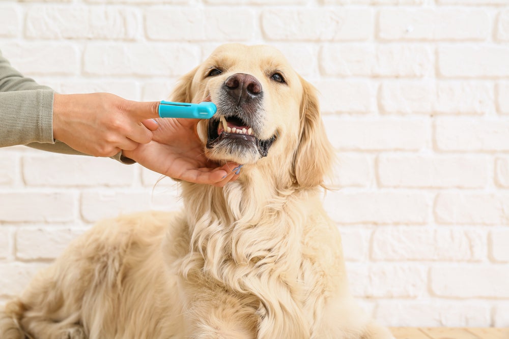 homem usando dedeira para escovar dente de cachorro 