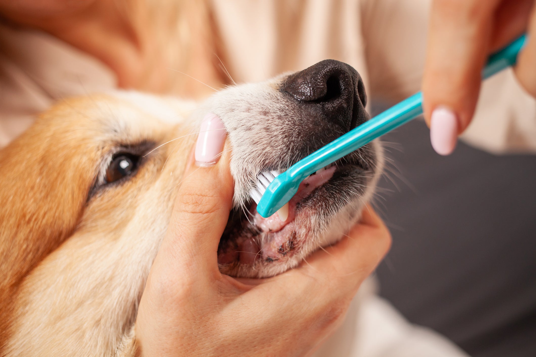 Tutora escovando os dentes de cachorro com escova azul