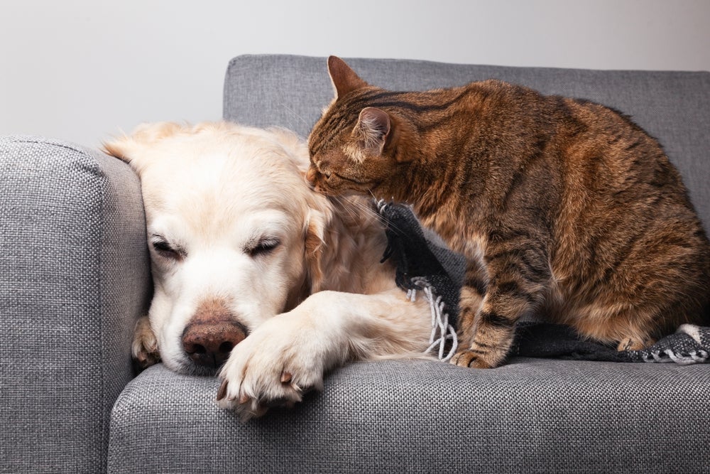 depressão e ansiedade em cães e gatos: cachorro e gato no sofá