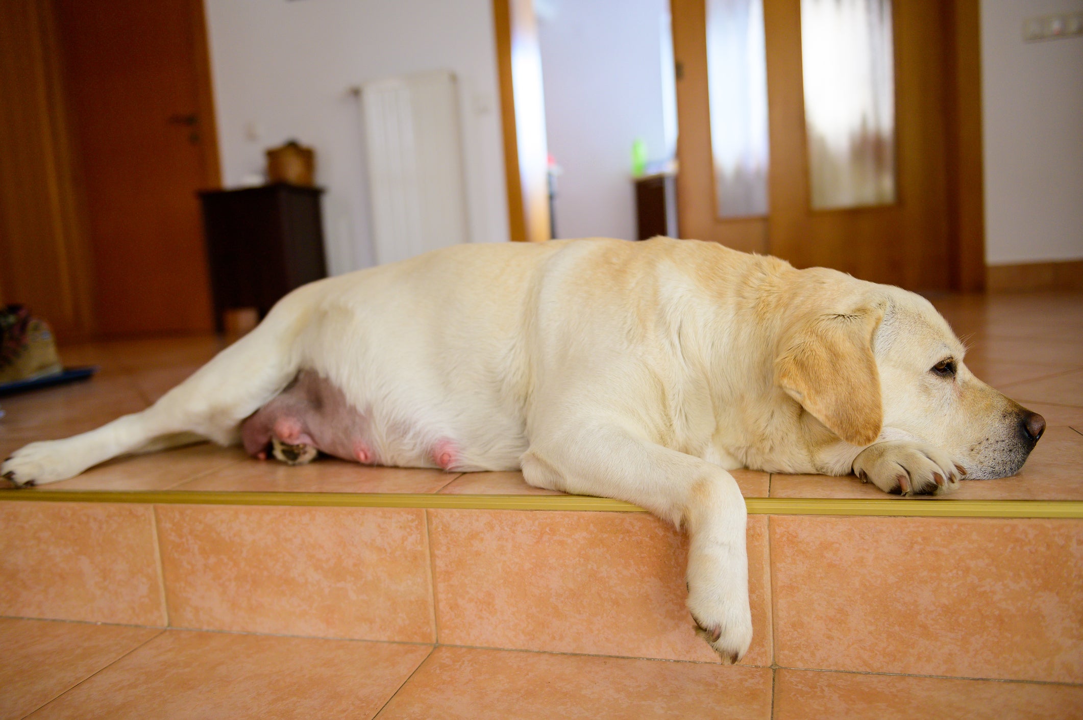 Cadela grande, amarela e grávida deitada em chão