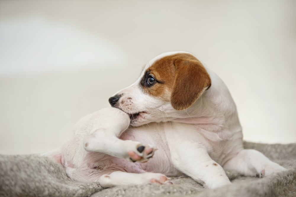 dermatite atópica canina: cachorro lambendo pata 